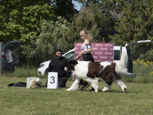 Echo Epos Maksi Domino