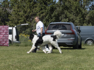 White'n Black Tiger Eye